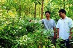 Forest land allocation presents challenges