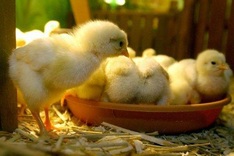 S. Korea heatwave kills more than 830,000 poultry