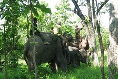 Wounded elephant saved in national park