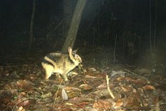 First insight into the ecology of an elusive and threatened rabbit