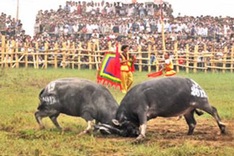 Nghe An fosters fledgling buffalo fighting festival
