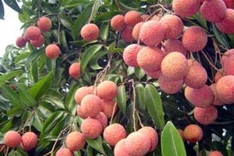 Vietnam litchi overcome tough export hurdles to reach US, Australia