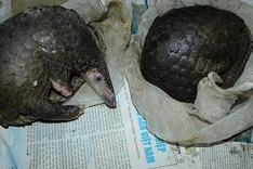 Police crack Hanoi wildlife slaughter ring