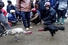Fighting cock market in Lao Cai Province