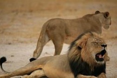 China pledges $2 million to curb poaching in Zimbabwe