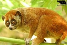 USAID launches wildlife crime tech challenge in Vietnam