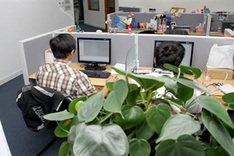 Vietnamese people rush to have indoor plants to get rid of toxic gas