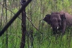 A wild elephant gets trapped