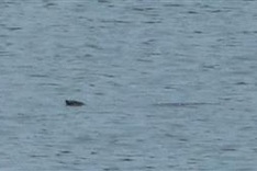 New individual of world’s rarest turtle found in Hanoi