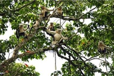 Vietnam boasts highest number of Tokin snub-nosed monkeys