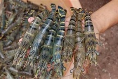 Shrimp farms in Mekong Delta devastated by disease