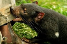 Race to save the devil Down Under