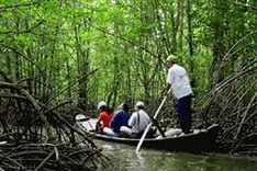 Involving communities in mangrove forest management