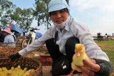 A rural market amid Hanoi