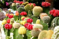 Tet flower market in Saigon