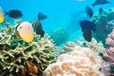 Activities mark International Biodiversity Day