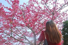 Japanese cherry blossoms in Sapa