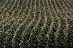 U.S. declares drought-stricken states largest natural disaster area ever