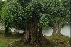 Rare ornamental redwood garden puts green glaze on Vinh Yen City