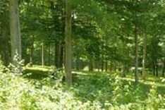 Forum discusses forest adaptation to climate change