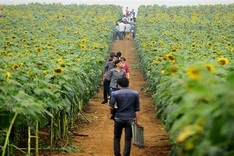 Nghe An’s stunning sunflowers