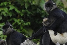 World’s second largest Delacour’s langur population found