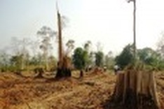 Alarming deforestation in Central Highlands village