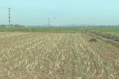 Nghe An declares state of emergency due to drought