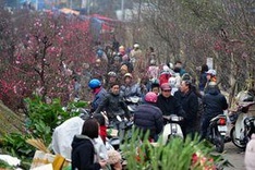 Hanoi to open 65 flower markets for Tet