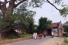 UNESCO honors Duong Lam ancient village