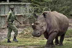 Rhino species to die unless science can help