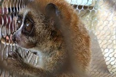 72 wild animals rescued in January