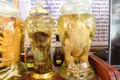 Elderly man devoted to rare chicken species