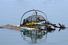 Non-native species pose threat