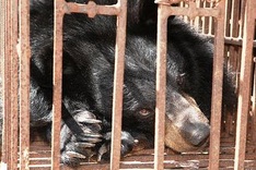 Bears starve to death on Ha Long farm
