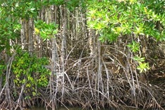 Tra Vinh plants mangrove to fight climate change