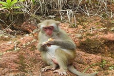 Authorities warn over feeding monkeys on Son Tra Peninsular