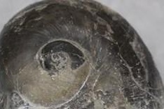 Vietnam’s largest sea snail fossil discovered