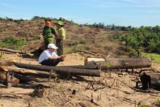 Director detained for huge forest destruction crime