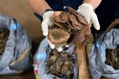 Malaysia torches 2.8 tonnes of African pangolin scales