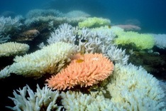 Ministers meet for crunch biodiversity talks