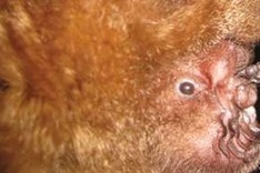 A new species of bat discovered in Vietnam