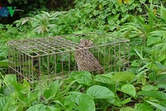 Wild animals released to nature in Nghe An