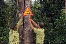 Sustainable forests project launched