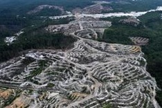 New study shows Indonesia's disastrous deforestation