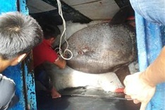 Nghe An fishermen catch rare ocean sunfish