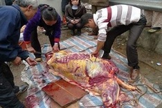 Rare animal slaughtered in public