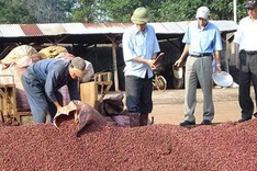 Buon Ma Thuot Coffee brand loses ground overseas