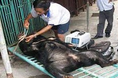 Quang Ninh cracks down on bear bile tourism