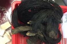 Suspected animal bone glue seized at Noi Bai Airport